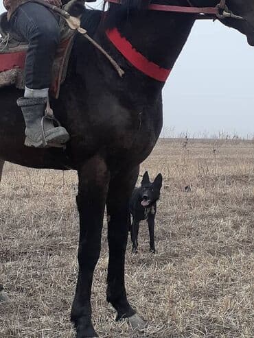 Ветеринар кызматы: Сатам | Бээ (ургаачы) | Жумушка — 3