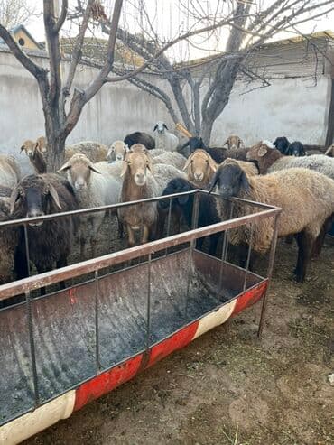 купить собаку для охоты: Продаю | Овца (самка) | Для разведения | Матка — 3