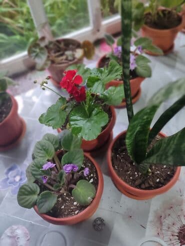 сколько стоят гипсофилы: Продаю комнатные цветы Сансевиерия-250сом (тещин язык ) Хлорофитум — 12