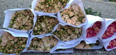 диваны турецкой: Роза кочоттор сатылат количество не ограничено — 5