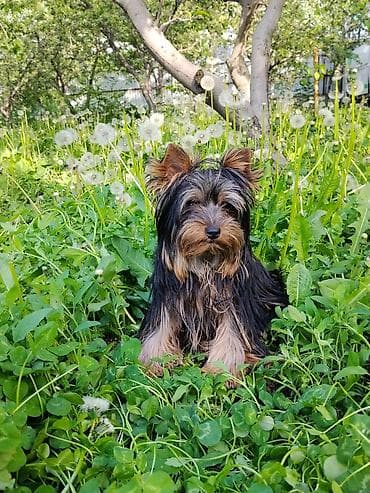 кошка тайская: Йоркширский терьер, 7 месяцев, Самка, С прививкой, С родословной — 4