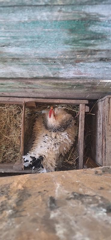 курицы: Продаю | Куры | Для разведения — 9