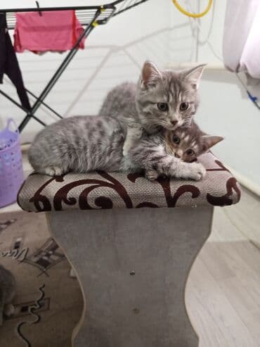 маленький кролик: Котята серого окраса с красивым мраморным/тигровым табби рисунком. На — 1