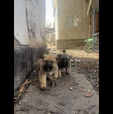 белинский овчарка: Щенки крупной пастушьей/сторожевой породы (помесь овчарочного типа) — 6