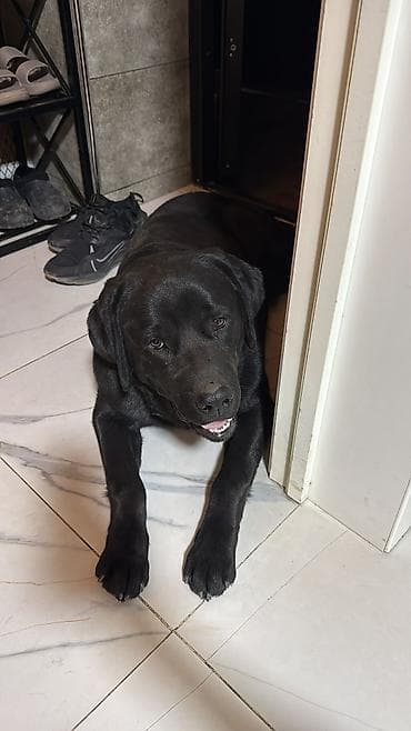 мопс щенок цена: Лабрадор-ретривер, 7 месяцев, Самец, С прививкой, С родословной — 5