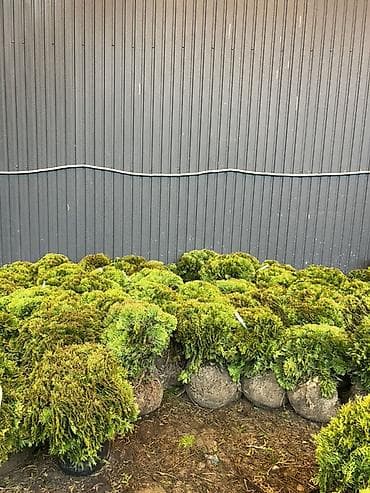 Үй жана бакча: Хвойные саженцы в контейнерах для озеленения участков - — 8