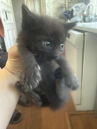 белые вислоухие котята: Котята Ищут заботливый дом. Возраст 40 дней приучены к лотку — 4