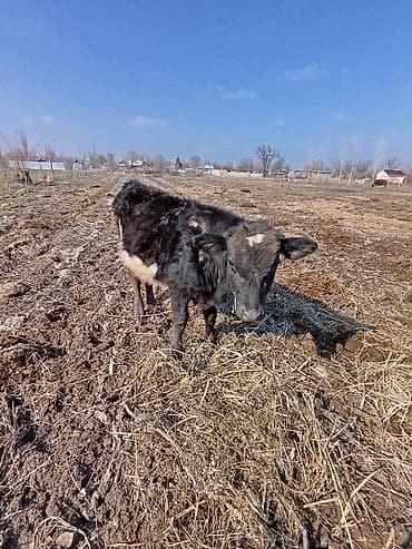 продаю свиней: Продаю | Тёлка | Для разведения | Нетель — 7