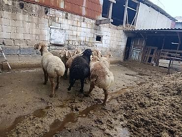 курдючные бараны: Продаю | Баран (самец) | Полукровка | Для разведения | Осеменитель — 5