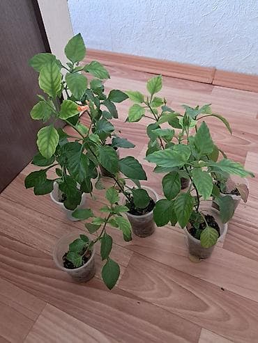 кой аштоо: Самовывоз — 2