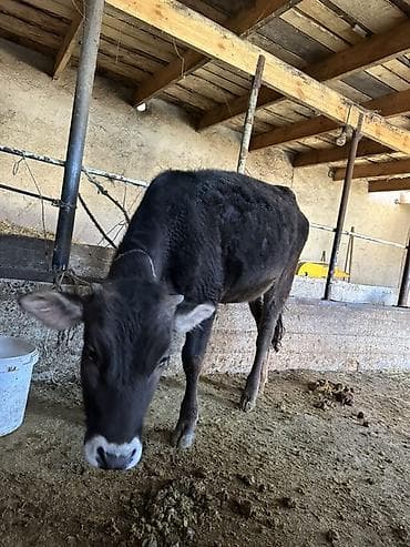 продаю телок: Продаю | Тёлка | На откорм | Привязанные — 8