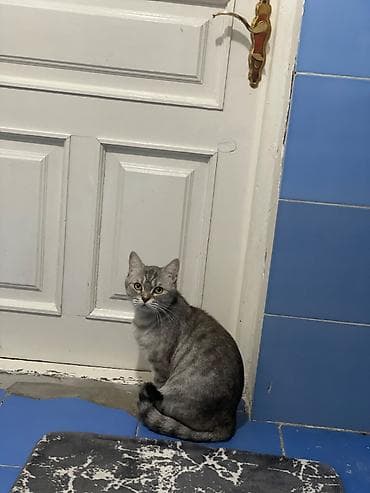 Скотиш Страйт (Шотландская прямоухая), 3 года, Девочка, Биколор, Приучена к лотку, С документами