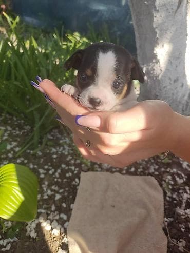 каракол собаки: Чихуахуа, 1 айлык, Ургаачы, Эмделген — 2