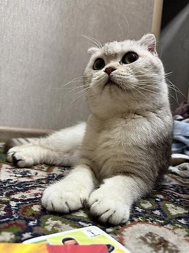 кошка рэгдолл: Скотиш Фолд (Шотландская вислоухая), 8 месяцев, Мальчик, Серебристая шиншилла — 2