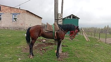 chi su: Продаю | Жеребец | Рабочий — 3