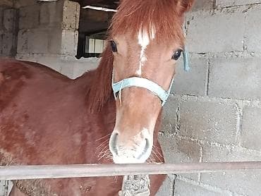 Лошади, кони: Продаю | Жеребец | Для разведения | Племенные — 4