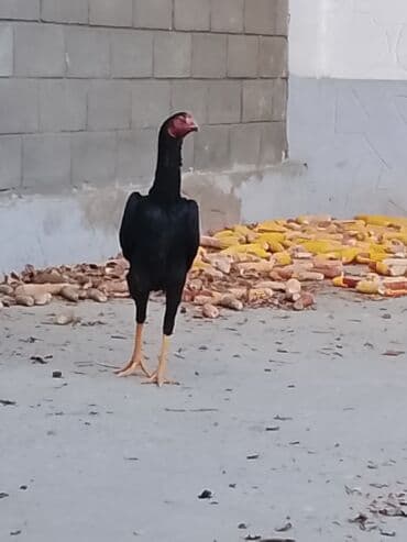 быки бычки: Продаю | Куры | Бойцовая | Для разведения — 4