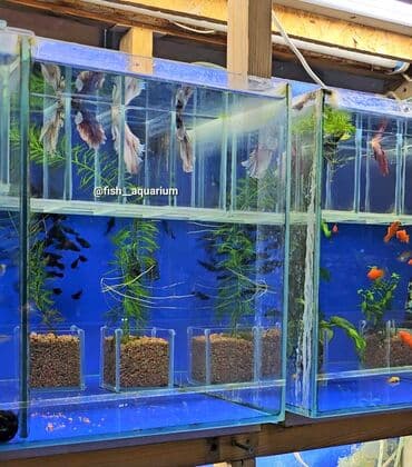 Балыктар: Уточняйте наличие. Шикарные самцы петушки! Цены разные. Рыбка — 9