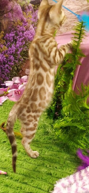 новорожденные котята: Друзья !!! питомник Бен Гла Мур с радостью предлагает новый помет. от — 29