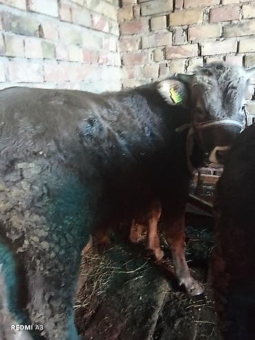 Ветеринар кызматы: Сатам | Бука (эркек) | Швиц — 4