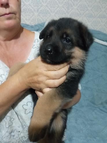 Продажа собак: Щенки немецкой овчарки - Помёт от породистых родителей классического — 5