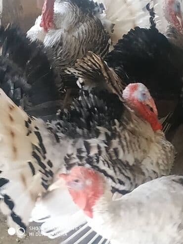 сколько стоит чихуахуа мини: Продаю | Индюк (самец) | Северокавказская | Для разведения | Племенные — 1