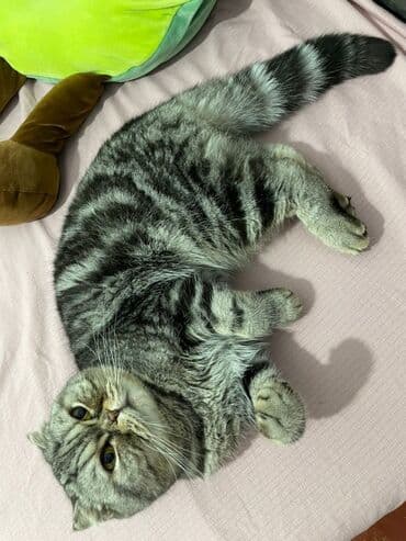 купить вислоухого котенка в бишкеке: Шотландский кот — 3