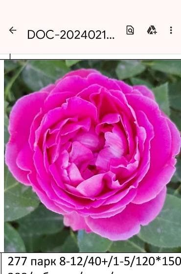 саат часы: Роза Эксплорер (Explorer) - Крупноцветковая чайно-гибридная роза с — 4