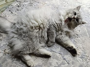 Продажа кошек: Пушистая домашняя кошка, длинношёрстная, серебристо‑дымчатого окраса — 3