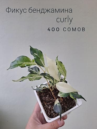 милионник: 🌿 Комнатные растения/цветы (детки/молодые растения). 🪴 Названия и цены — 6