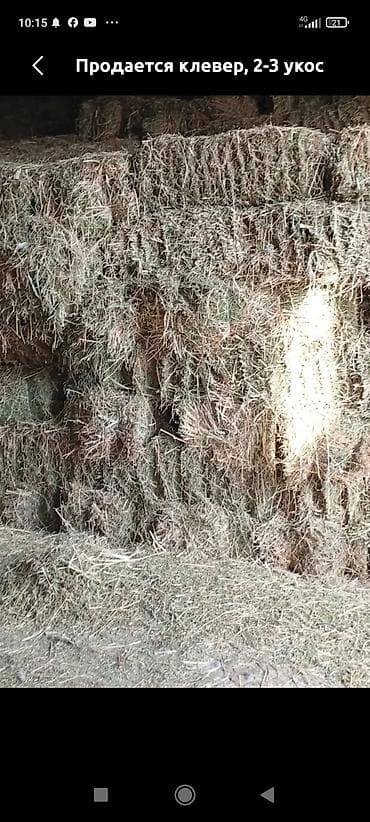 Клевер, 1укос. г Токмок село, Мээнеткеч - Тюки клевера