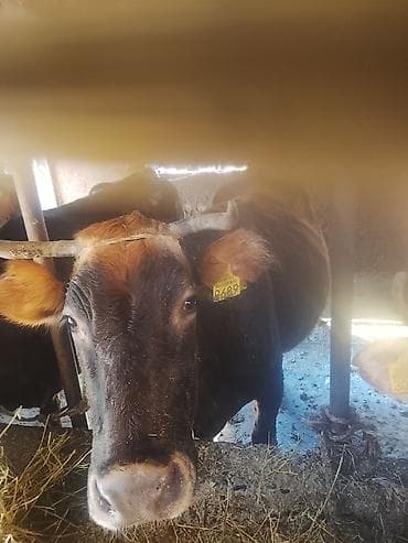 бычки бельгийцы: Продаю | Корова (самка) | Для разведения | Привязанные — 6