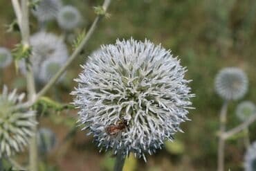 Много меда!!!! Семена мордовника. Уважаемые пчеловоды! Я посеел эти at lalafo.kg Много меда!!!! Семена мордовника. Уважаемые пчеловоды! Я посеел эти