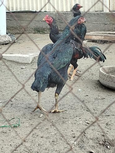 коровы беловодск: Продаю | Куры — 3