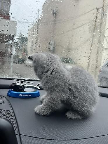 белый котенок с голубыми глазами купить: Британский короткошёрстный котёнок, окрас голубой (blue) - Порода — 1