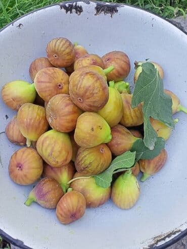 тюли бишкек: Инжир свежесобранный, домашний. - Сорт: светло‑фиолетовый/медовый — 4