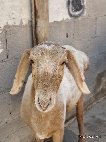 Продаю | Овца (самка) | Для разведения | Племенные — 5