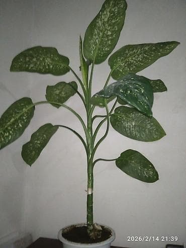 цветы диффенбахия: Дифенбахия (Dieffenbachia) в горшке. - Крупное декоративно-лиственное — 1