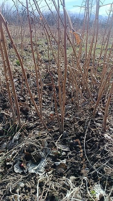 Саженцы малины (побеги с корнем) Малина сорт «Геракл» —