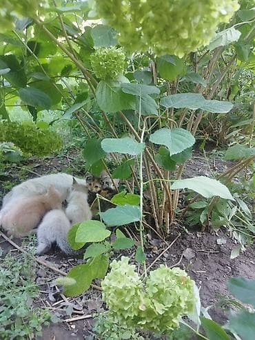 кошка: Котята Описание: в добрые руки отдам котят - Помёт из нескольких — 1