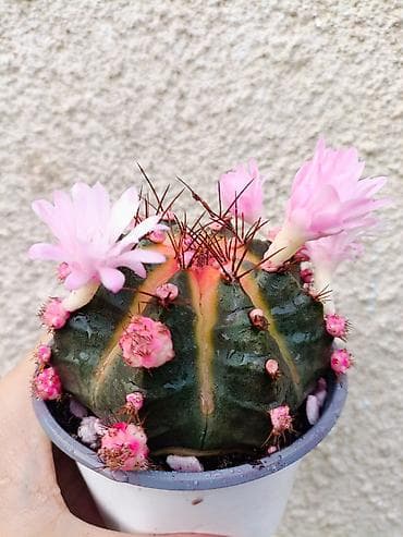 цветы кактус: В продаже радужные Гимнокалициумы (Gymnocalycium) с яркой жёлтой — 2