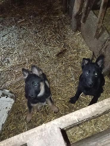 собаки бишкек: Авчарка кучуктор 3-жарым ай болду прививкаланган 2-ургачы Кучук калды — 5