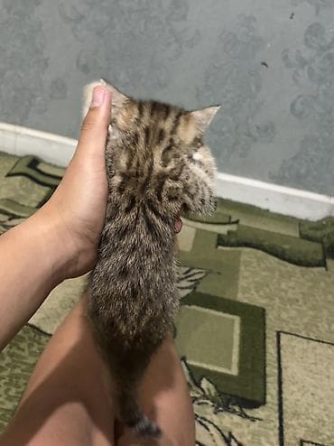 животные кошка: 2 месяца, Мальчик, Приучена к лотку — 3
