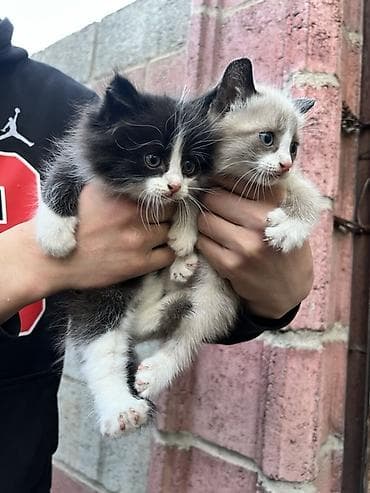 купить кошку бамбино: Котята, пушистики с выразительными глазами. - Окрас: один черно-белый — 2