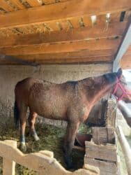 собака доберман цена: Продаю | Кобыла (самка) | На забой — 1