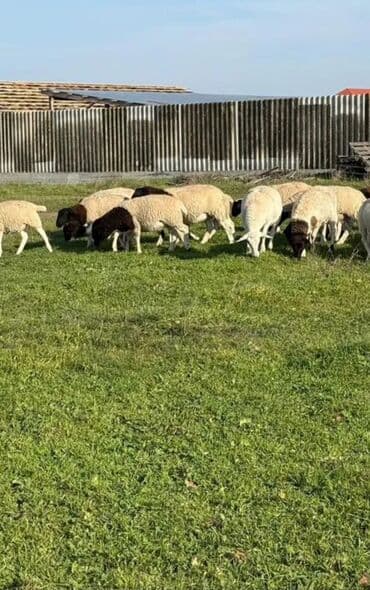 бараны оптом: Продаю | Овца (самка) | На забой — 2