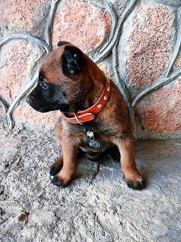 овчарка цена: Бельгийская овчарка, 2 месяца, Самка, С прививкой, С родословной — 9