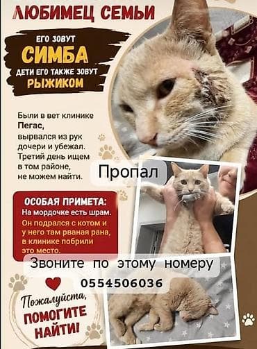 куплю собаку алабай: Объявление о поиске кота Имя: Симба (дети зовут Рыжиком) Описание — 1