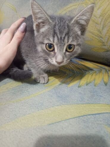 рэгдолл кошка: Котята, домашние. На выбор несколько малышей: - Светлый котенок с — 7