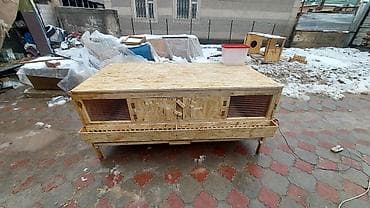 куплю утят: Прошу уточнять наличие. В наличие может не быть, звоните уточняйте — 7